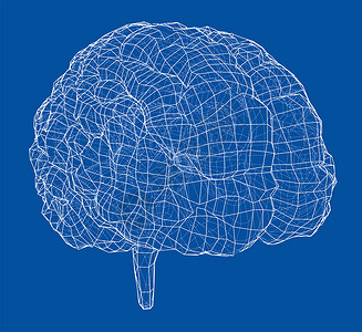 大脑图3D 轮廓布莱药品心理学记忆头脑小脑知识分子大脑解剖学艺术神经背景