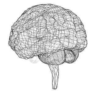 大脑图3D 轮廓布莱器官标签艺术草图药品记忆天才大脑神经智力背景