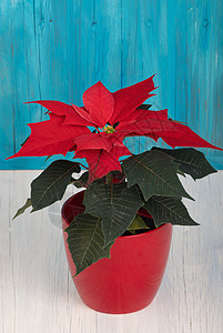 大戟红薄荷香月花边界装饰植物群庆典植物礼物季节假期星星风格背景