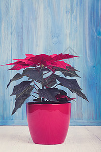 红薄荷香月花叶子假期装饰季节风格庆典传统边界植物群装饰品背景图片