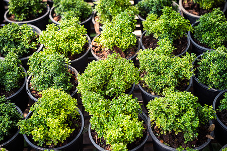 茉莉花盆栽植物在盆栽特写中的生长 L  Jac土壤生活市场团体宏观花盆装饰培育美丽风格背景