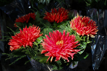 棘球花属颜色花朵高清图片
