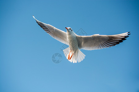 蓝色飞翔翅膀单海鸥在蓝蓝空中飞翔航班生活羽毛家禽动物群天空翅膀野生动物飞行栖息地背景