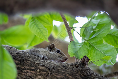 灰色小松鼠松鼠坐在树枝中背景