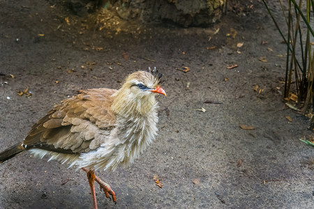 帕拉米迪红腿鸟类学高清图片