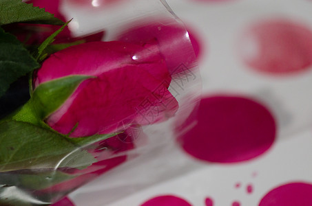 书中的玫瑰花礼物白色植物诗歌玫瑰红色咖啡粉色背景图片