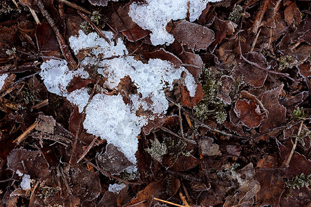 结晶霜冻的冰块片段 在冷冻的枯叶中背景图片