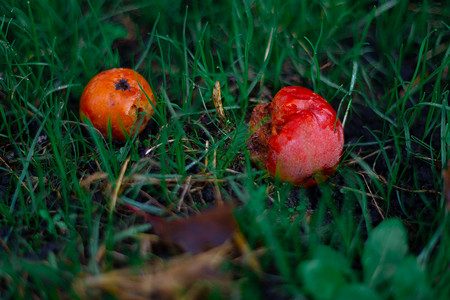 苹果园绿黑草上的冷冻苹果腐烂 十月冰冻橙子宏观树叶水果花园农场食物叶子分支机构地面背景图片