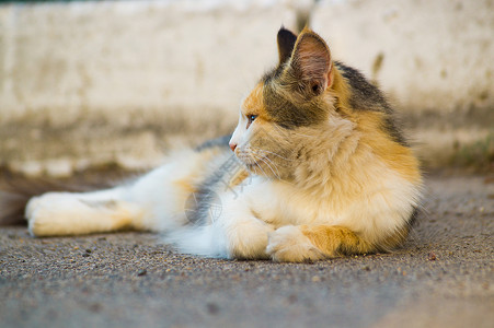 21三体三体猫躺在沥青上 向左看 猫看起来很平静 保持冷静羊毛眼睛太阳城市谎言耳朵街道魅力背景