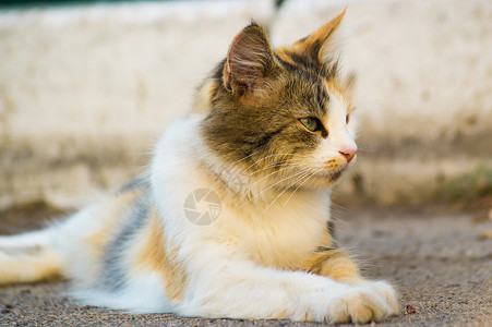 三体猫躺在沥青上 往右看 猫看起来很平静耳朵魅力眼睛街道太阳城市谎言羊毛背景图片