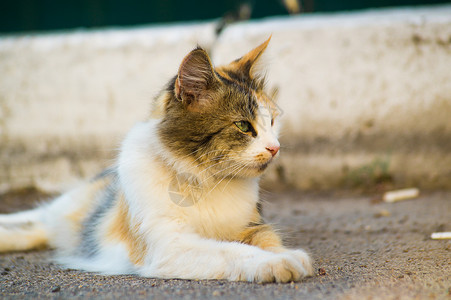 三体猫躺在沥青上 往右看 猫看起来很平静耳朵谎言城市街道眼睛羊毛太阳魅力背景图片