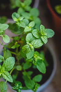 装香拜祭阳台上的锅里装着绿色多汁薄荷草本植物园艺食物植物生长叶子宏观香料树叶烹饪背景