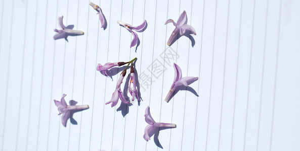 纸面背景的花瓣季节飞行花朵粉色背景图片