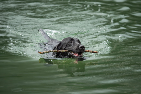 纯玩新体验一只黑拉布拉多猎物在水中游泳毛皮打猎猎犬犬类行动幸福宠物池塘动物检索背景