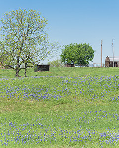 布里斯托尔在德克萨斯农村布蓝邦开花 有农谷农村车皮建筑花园干草引擎盖画笔植物国家花瓣背景
