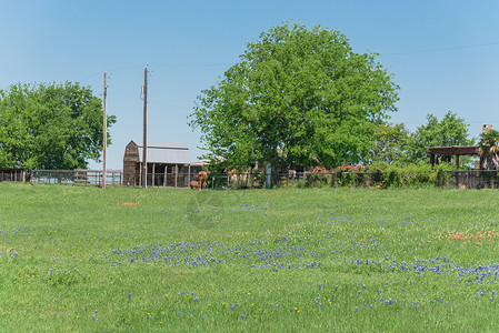 布里斯托尔在德克萨斯农村布蓝邦开花 有农谷花园花瓣草地牧场建筑农场草原蓝色植物车皮背景
