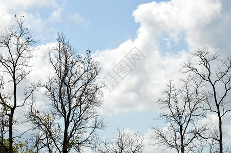 死树的天空质地栽培高清图片