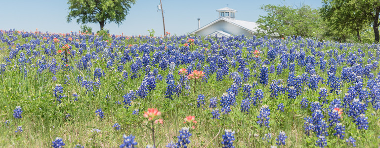 德克萨斯长角牛丰富多彩的草地高清图片