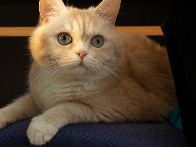 坐在椅子上猫一只美丽的奶油小猫的肖像 绿眼睛坐在阳光下坐着椅子上背景