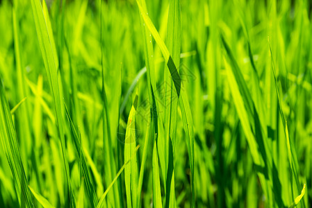 稻米种植近距离拍摄背景图片