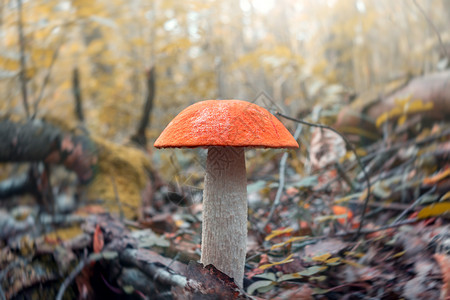 真菌学美丽的蘑菇 Leccinum 被称为橙树花瓶 在日出时在森林中生长宏观森林打猎橙子菌类林地真菌树木照片木头背景