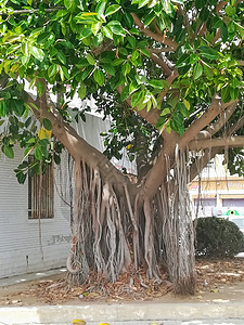 树枝上挂着奇树的树根高清图片