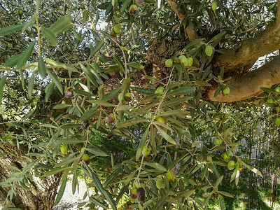 老橄榄树老的背景高清图片