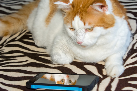 猫在电话里看你的照片商业小猫手机互联网技术工具展示屏幕动物背景图片