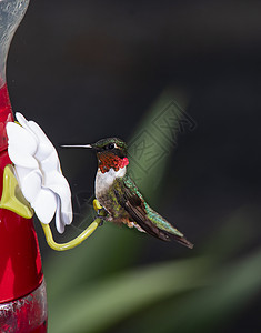 在进食器处的Ruby-hushed蜂鸟高清图片
