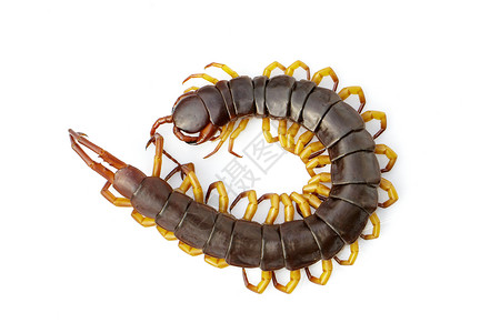 血足虫科棕色的可怕的高清图片