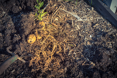 普塔米根利用在美国修补花园挖人挖土豆收获马铃薯场地民间农民生长园艺收成栽培植物土地地球背景
