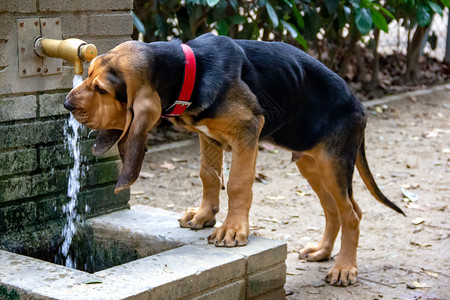 肥仔水5个月时 一只漂亮的猎狗犬类哺乳动物街道朋友动物猎犬水柱耳朵宠物香味背景