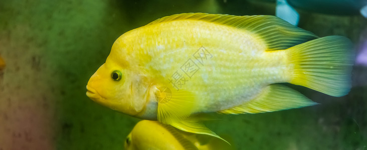 黄白有色热带鱼 来自哥斯达黎加的异种鱼类高清图片
