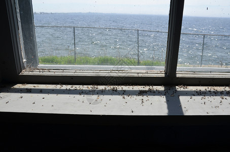 旧窗户 有死蚊虫昆虫和海洋窗台害虫窗格金属围栏臭虫玻璃栅栏背景图片