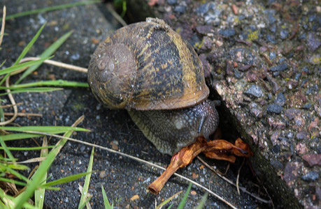 慢肺阻Cornu 近处的俗称花园蜗牛荒野粘液石头叶子宏观下雨眼睛植物野生动物动物背景