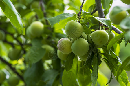 植物学李子美味的樱桃李子农场高清图片