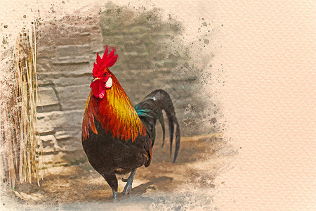 公鸡油画素材在农场行走的龙虾 数字水彩画效果村庄艺术乡村食物院子农村羽毛油画母鸡农业背景