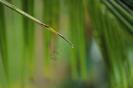 下雨滴水素材从椰子树一棵绿叶上滴水的水坚果海洋牛奶气候植物群树干棕榈太阳树叶椰子背景