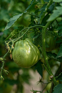 青绿色西红柿叶子食物蔬菜花园水果藤蔓温室生长农业农场背景图片