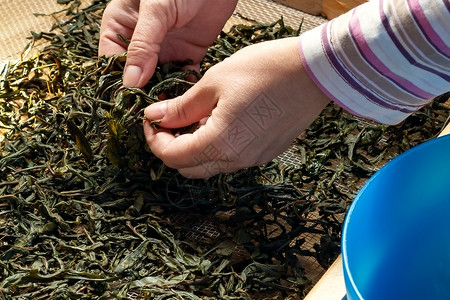 科科波抗氧化剂特写高清图片