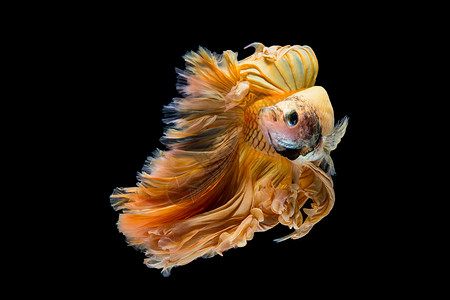 阿奇米亚动物优雅的高清图片