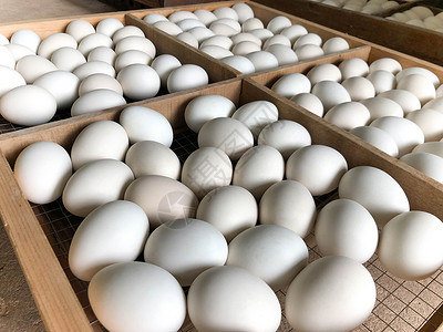 盒子里鸡蛋白鸭蛋在木板上家禽鸭子团体动物农场营养包装盒子鸭蛋蛋壳背景