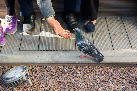鸽子喂养鸽子鞋素材高清图片