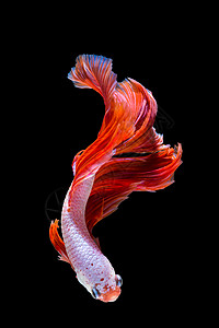 芨芨草粉色和红色贝塔鱼 黑背面的西米亚打架鱼裙子异国尾巴艺术运动奢华水族馆力量行动蓝色背景