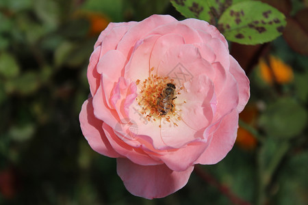 花园里的粉红玫瑰玫瑰花瓣艺术设计边框玫瑰花瓣母亲祝福问候结婚背景图片