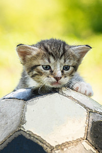 小猫爪子带着足球球的小猫咪场地婴儿蓝色爪子宠物草地动物小猫猫咪乐趣背景