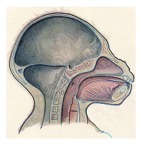 硬脑膜静脉窦小脑野生动物高清图片