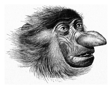 猴子头猴子的头有鼻子 有古代雕刻背景