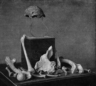 骷髅头插图波恩P区尼安德特人的化石骨残骸背景