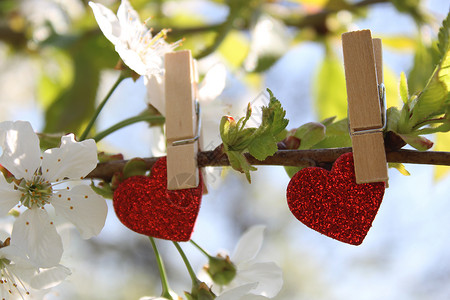 爱心树枝素材红心在开花的樱桃树上母亲树木晚餐衣夹植物群结婚爱心树枝爱的心樱花背景